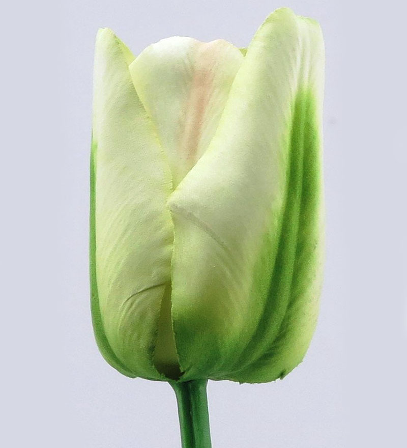 off white tulip