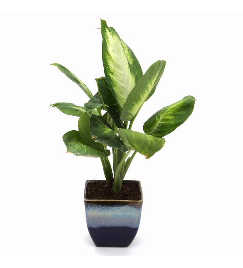  Buy  Exotic Green Dieffenbachia Small  Indoor  Plant  in Ocean 